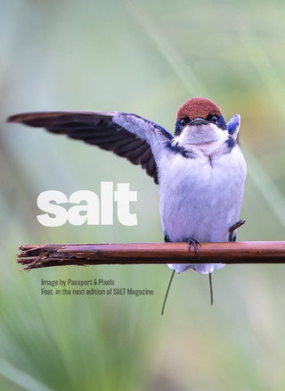 Salt Magazine
