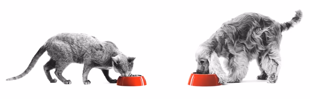 Plus save 15% off Royal Canin Diets.