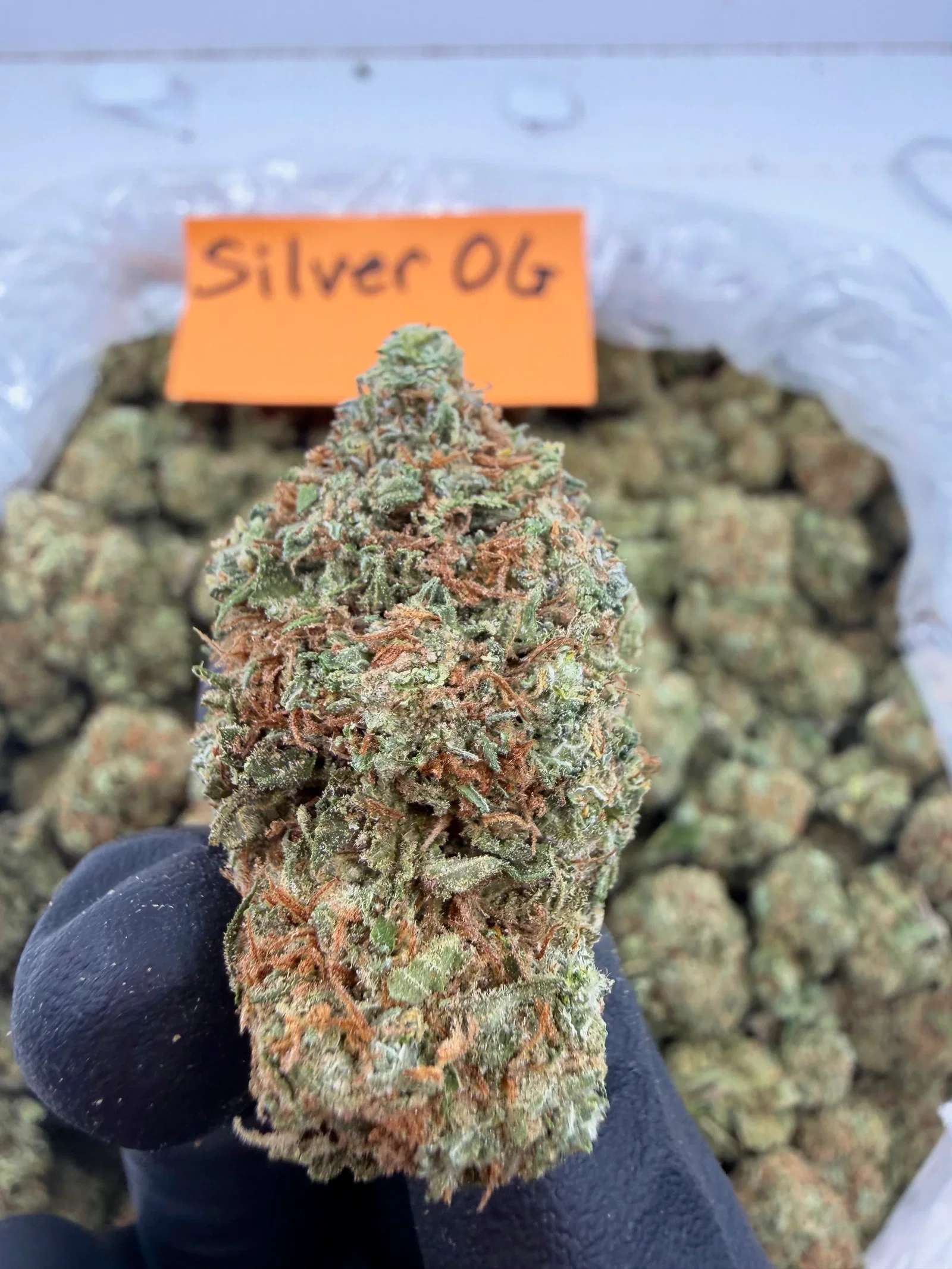Image of Silver OG - Balanced Hybrid - Value Indoor THCA Flower Full Size Buds