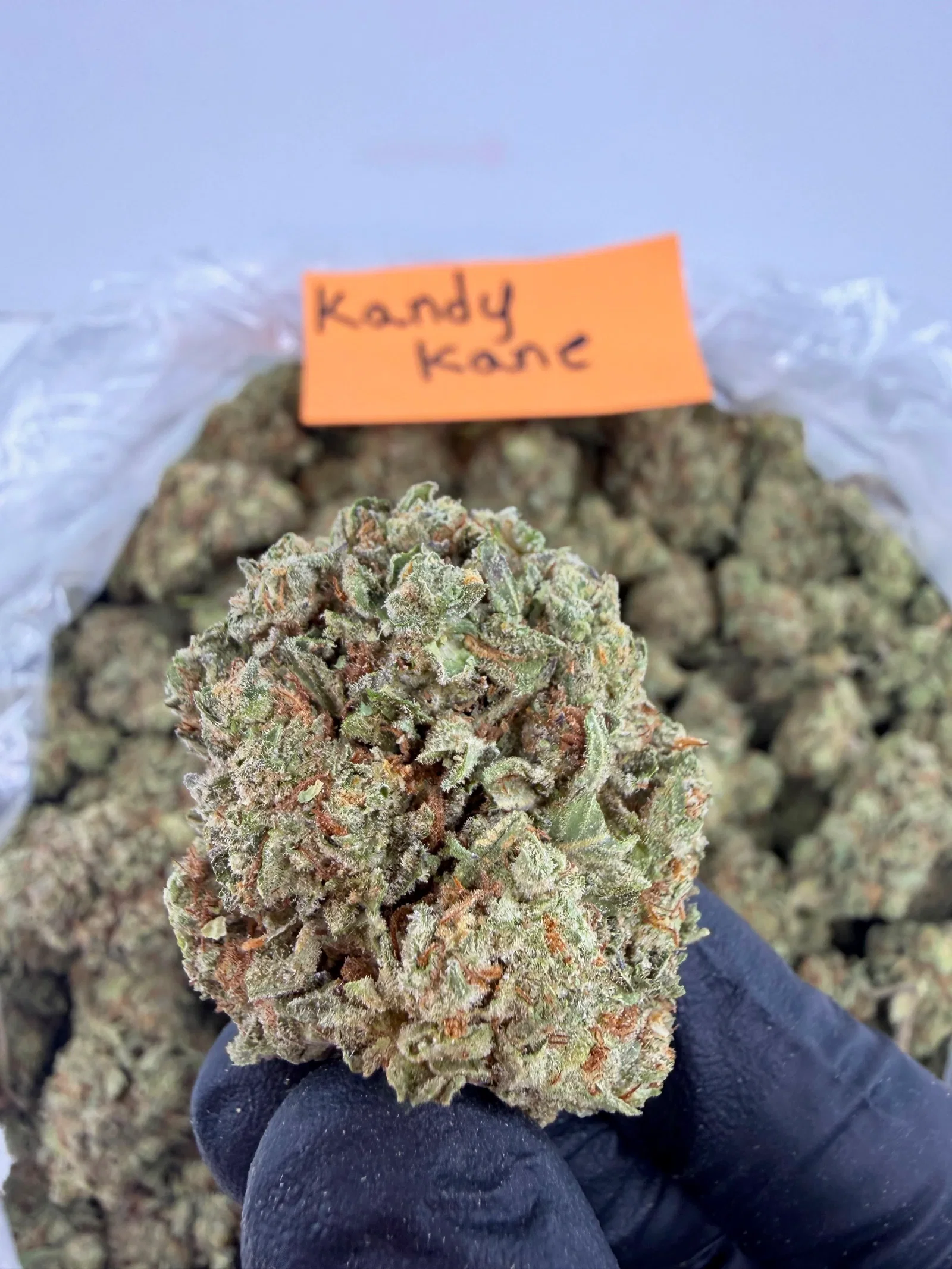 Image of Kandy Kane - Indica-Dom Hybrid - Value Indoor THCA Flower Full Size Buds