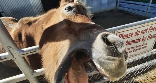 Petting Zoo Admission Deals & Discounts