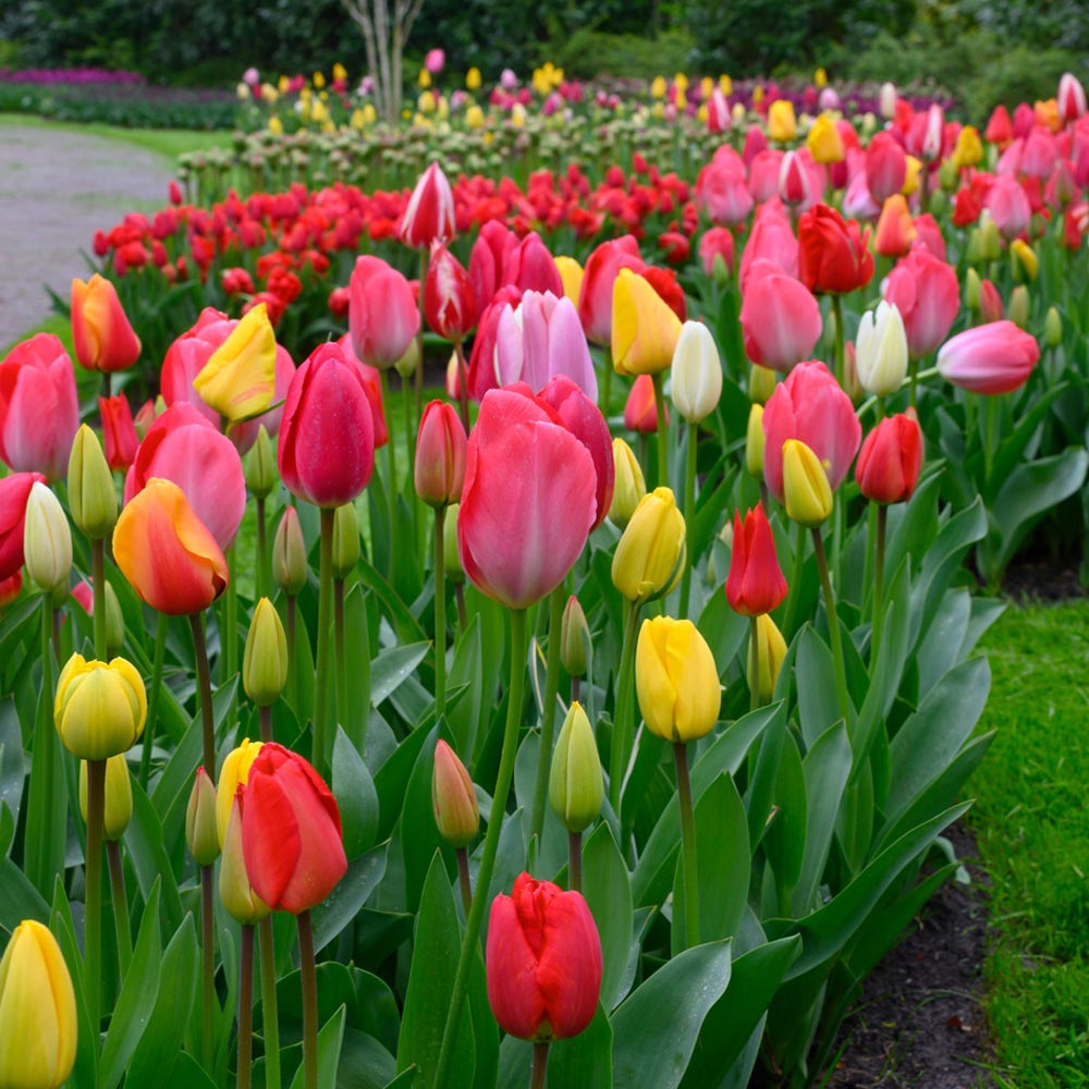 Tulip 'Full Border Mix'