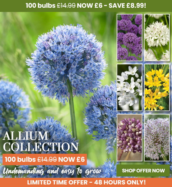 Allium Collection