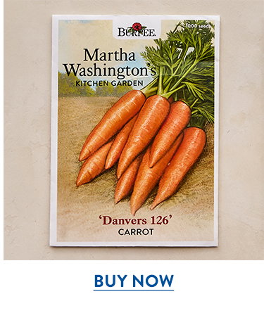 Danvers 126 Carrot Seeds
