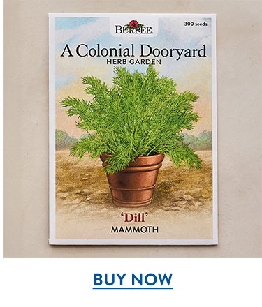Mammoth Dill Seeds