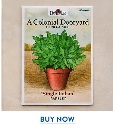 Single Italian Parsley Seeds