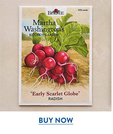 Early Scarlet Globe Radish Seeds