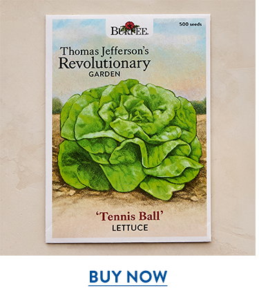Tennis Ball Lettuce Seeds