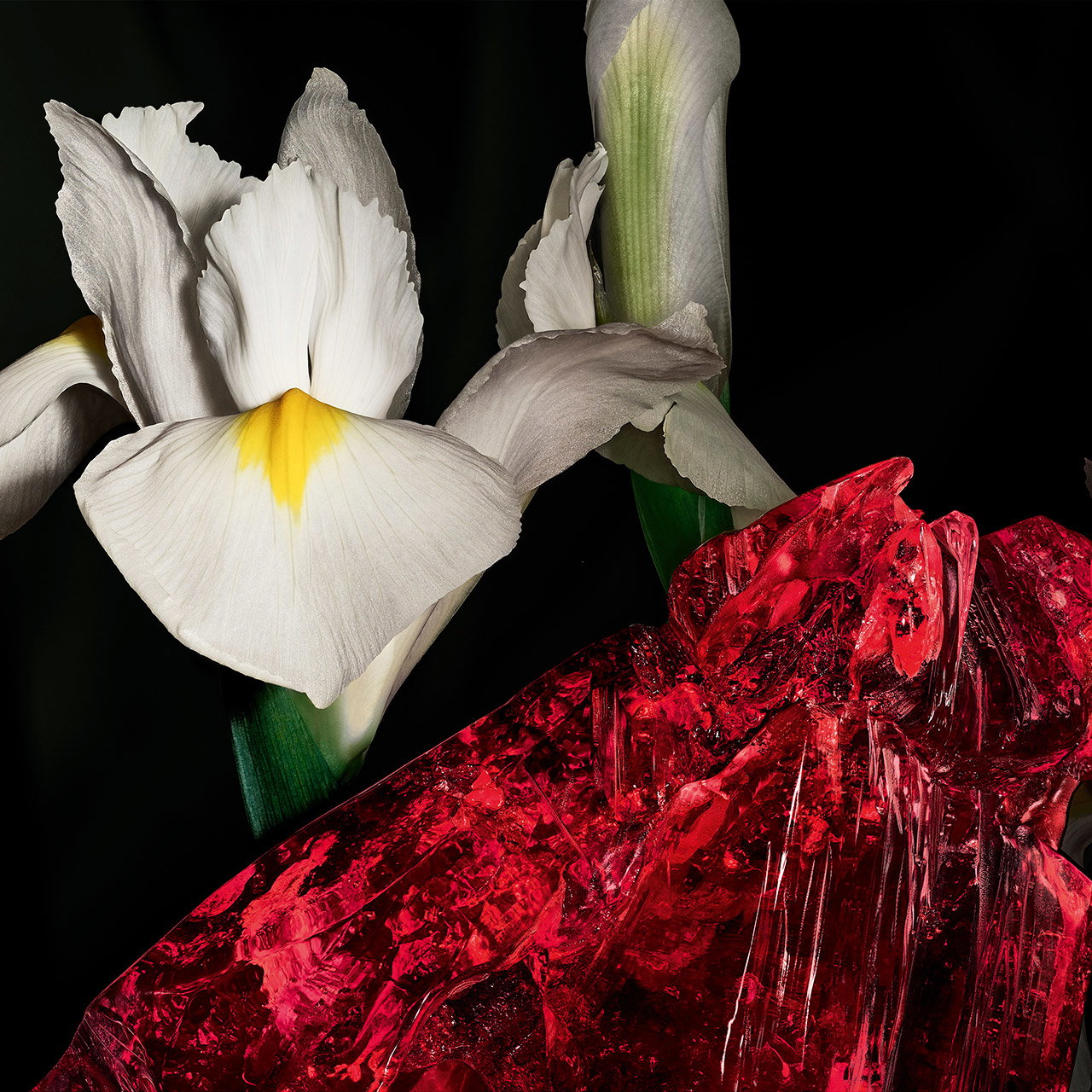 Elegant white and yellow iris flowers blooming next to a raw, translucent red mineral rock.