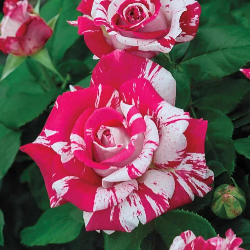Neil Diamond Hybrid Tea Rose
