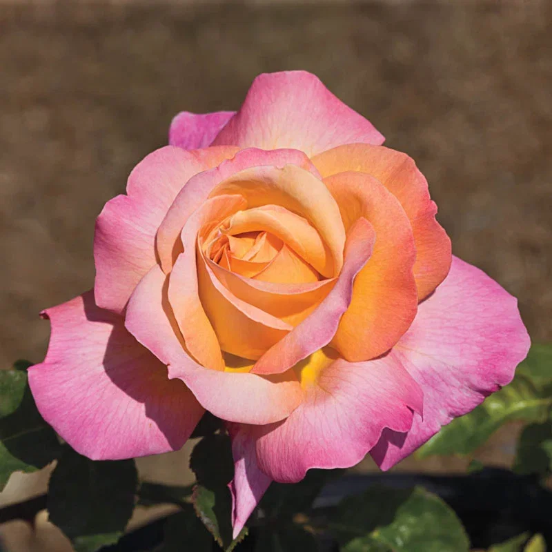 Chicago Peace Hybrid Tea Rose
