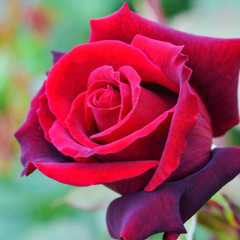 Lasting Love® Hybrid Tea Rose
