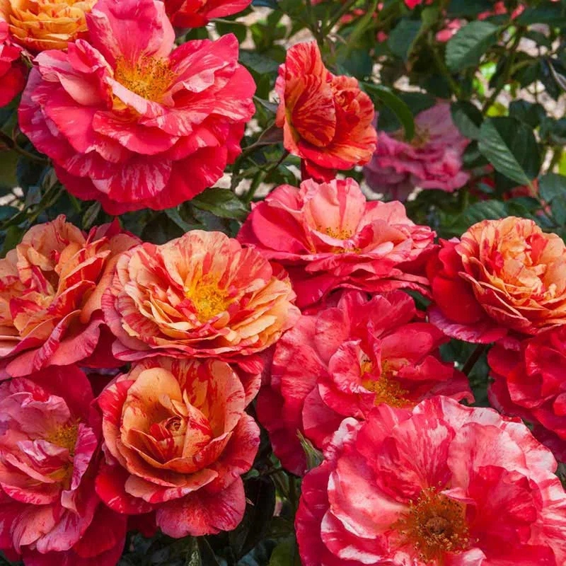 Frida Kahlo® Floribunda Rose
