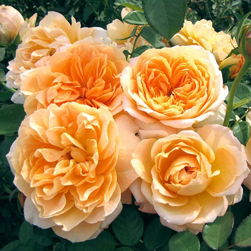 Forever Amber™ Floribunda Rose


