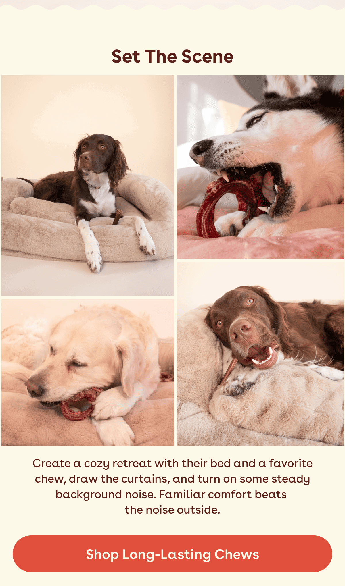Shop long lasting chews 