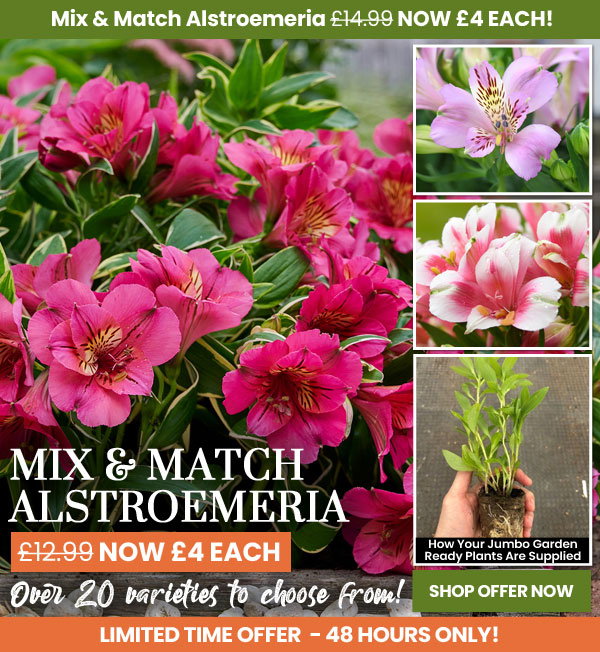 Alstroemeria Mix & Match