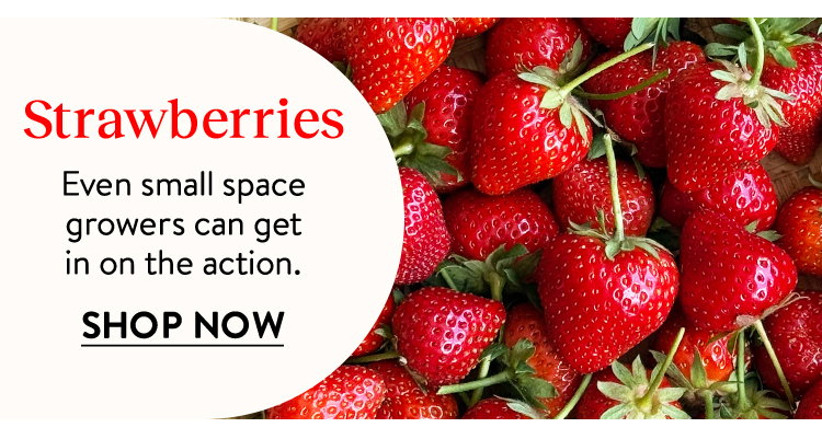 Strawberry Plants