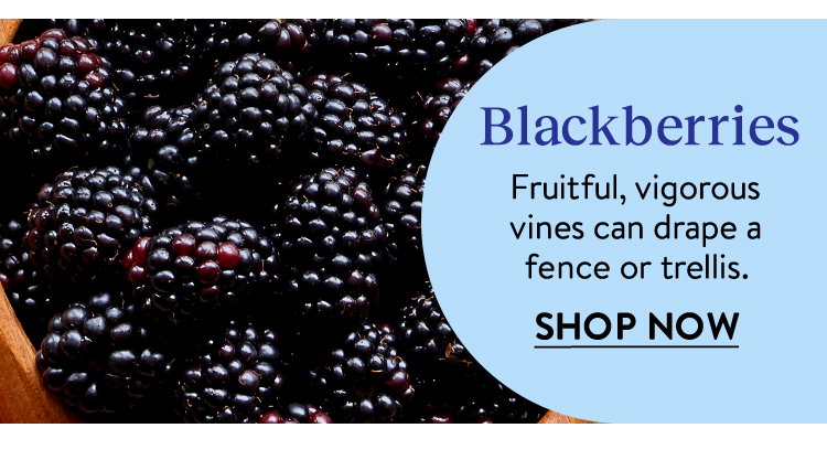 Blackberry Plants