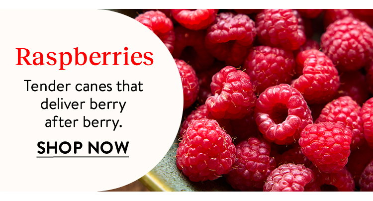 Raspberry Plants
