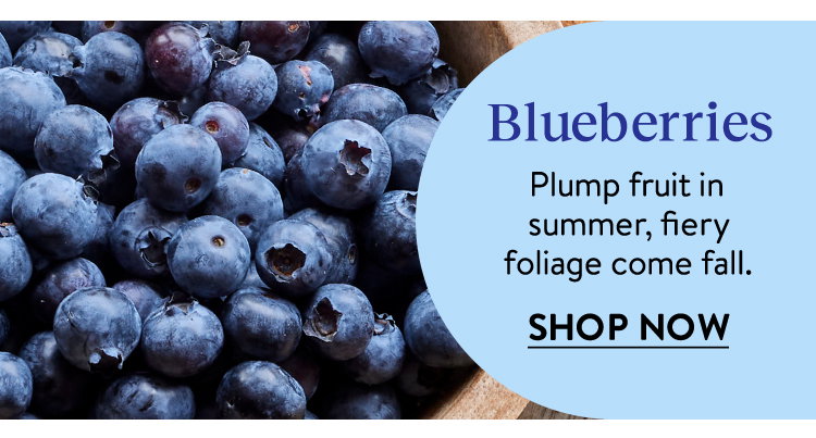 Blueberry Plants