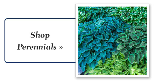 Shop Shrubs & Hedges