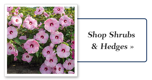 Get Your Spring Order In