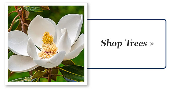 Shop More