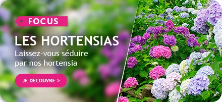 Focus sur les hortensias