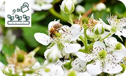 Les plantes mellifères à planter en fin d'été
