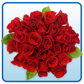 2 Dozen Premium Roses Rainforest Alliance Certified, Assorted Colors