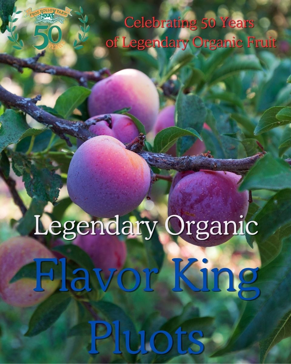 Organic Flavor King Pluots