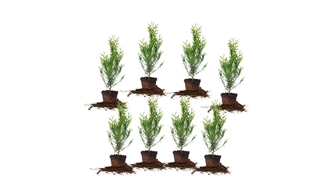 Perfect Plants Thuja Green Giant 2ft. Tall 8-Pack ...