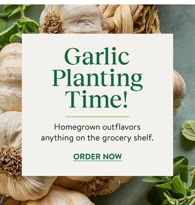 Garlic Bulbs