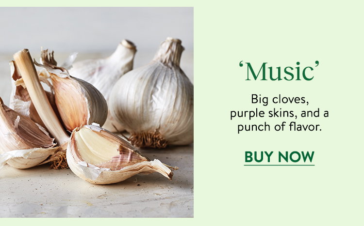 Music Garlic Bulbs