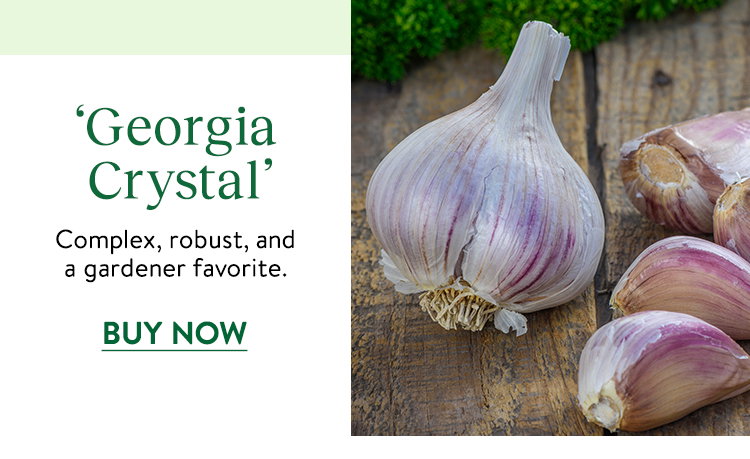 Georgia Crystal, Garlic Bulbs