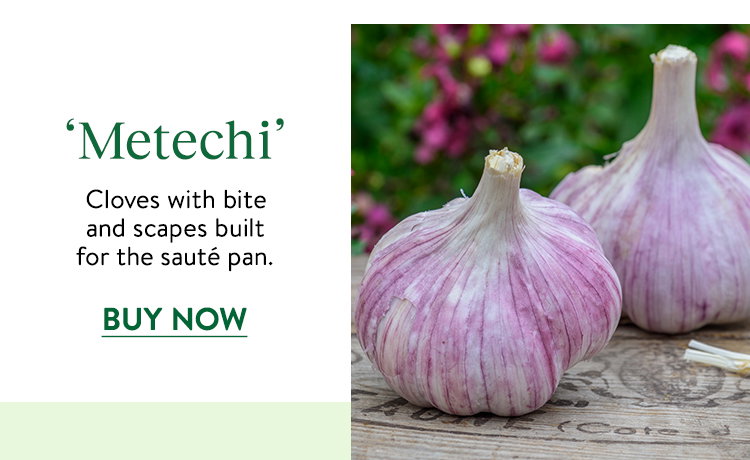 Metechi Garlic Bulbs