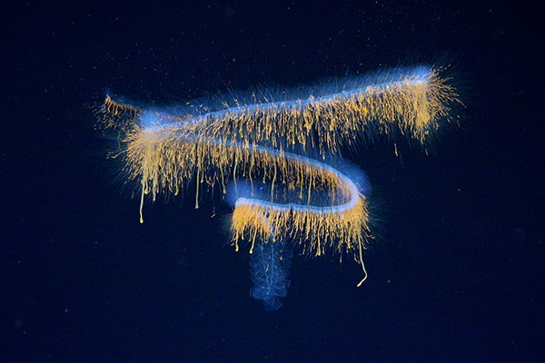 Researchers captured footage of this glowing siphonophore at 552 metres depth, using advanced imaging to create millimeter-scale 3D renderings in its natural habitat.