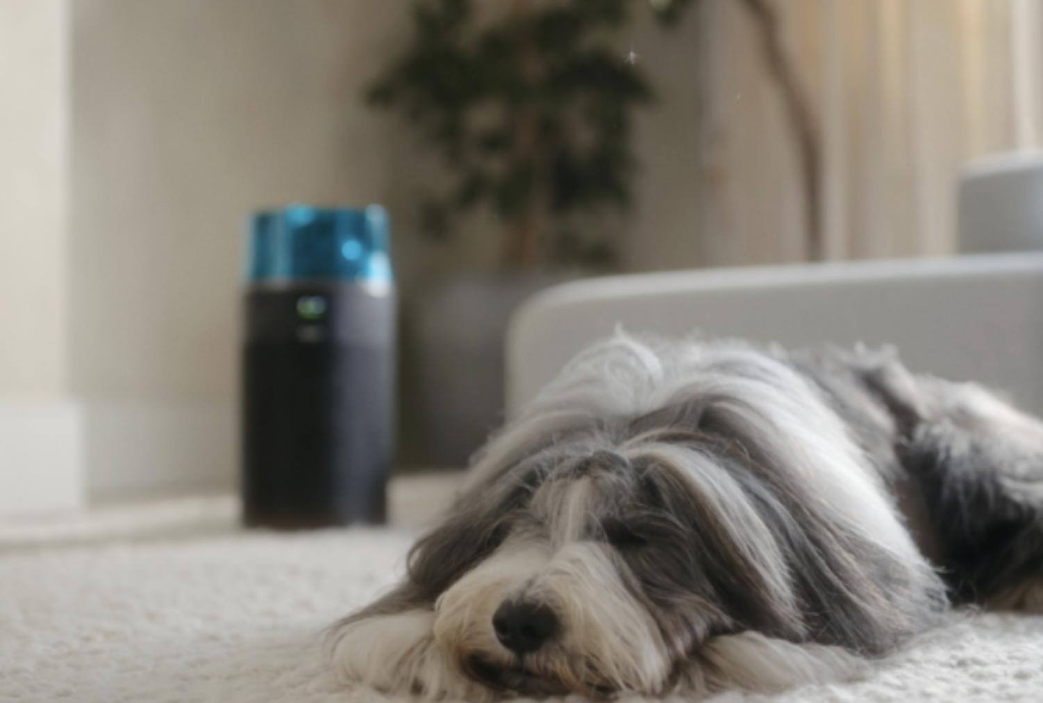 A dog sits on the floor and Dyson Hushjet purifier is placed behind.