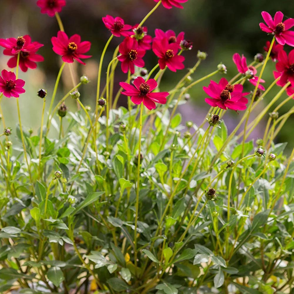 Cosmos 'Cherry Chocolate'