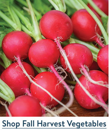 Fall Harvest Vegetables