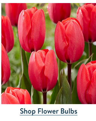 Flower Bulbs