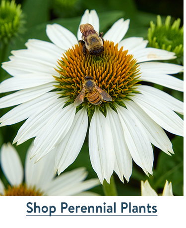 Fall Perennial Plants