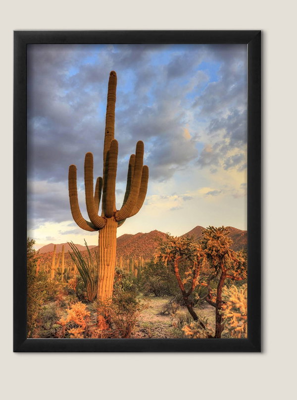 Arizona Tucson Saguaro National Park