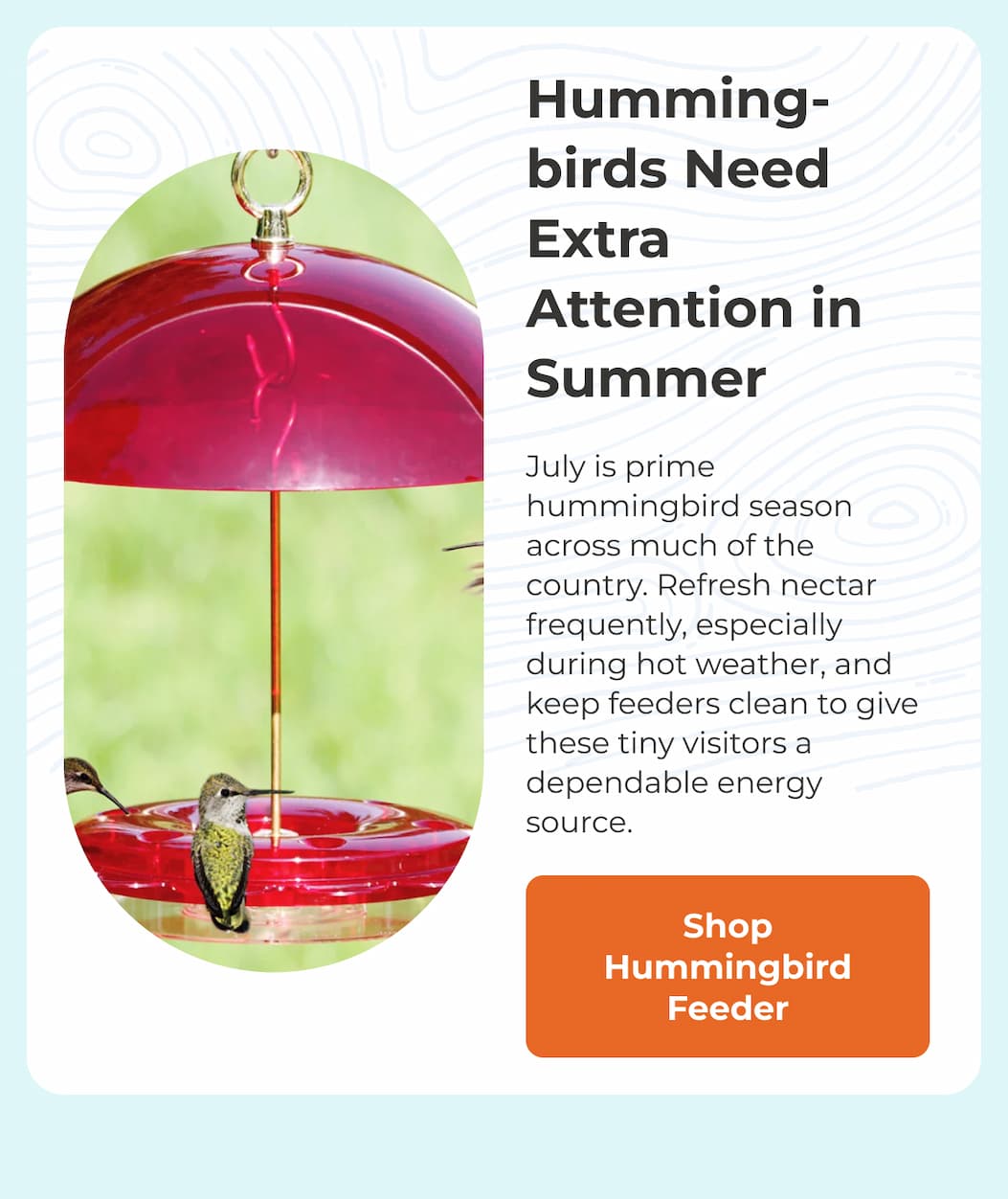 Humming-birds Need Extra Attention in Summer