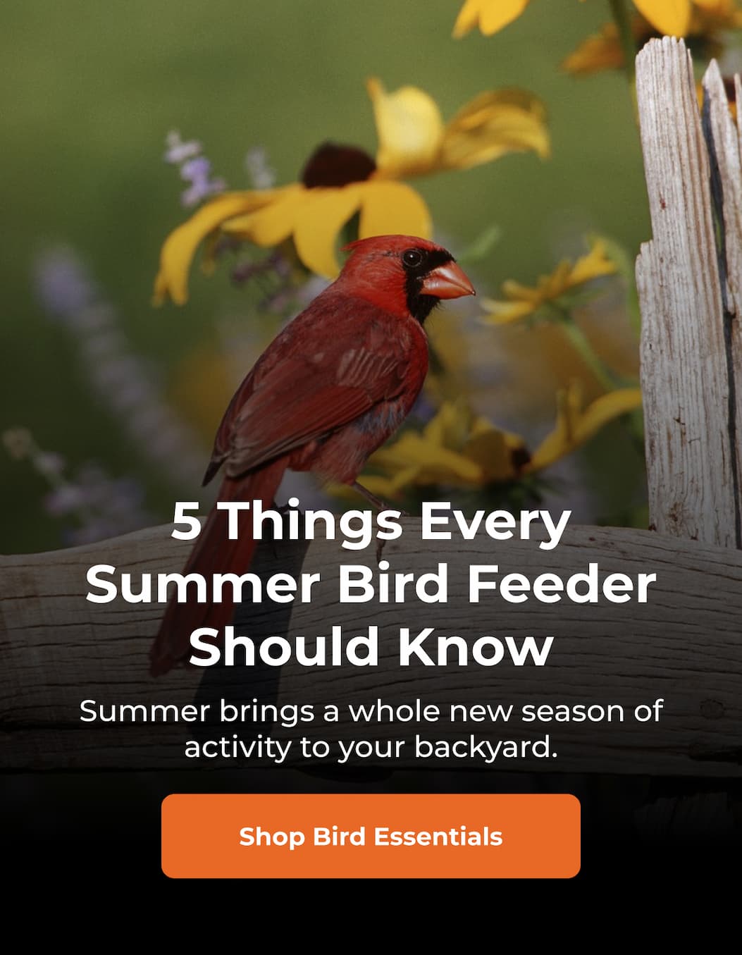 5 Things Every Summer Bird Feeder Should Know