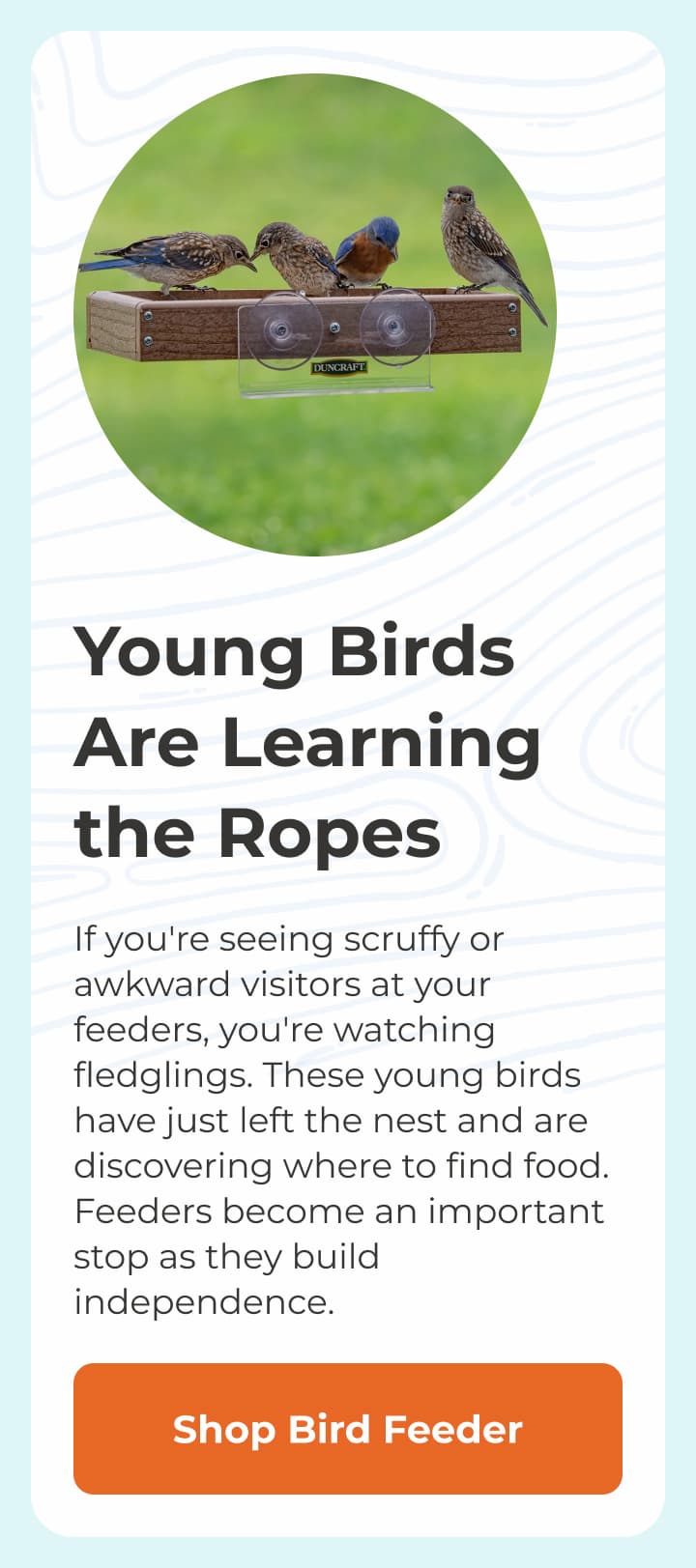 Young Birds Are Learning the Ropes