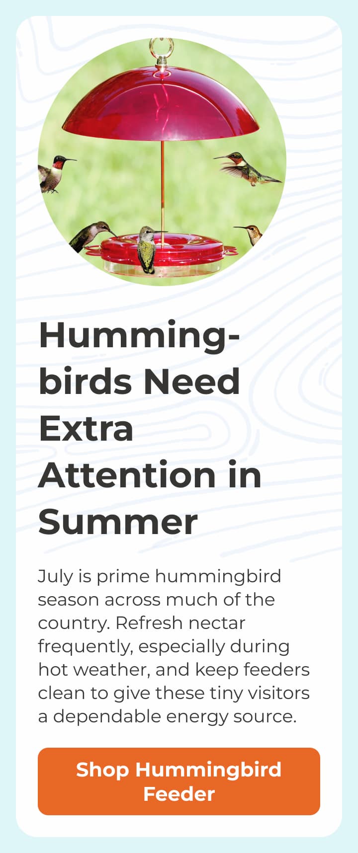Humming-birds Need Extra Attention in Summer