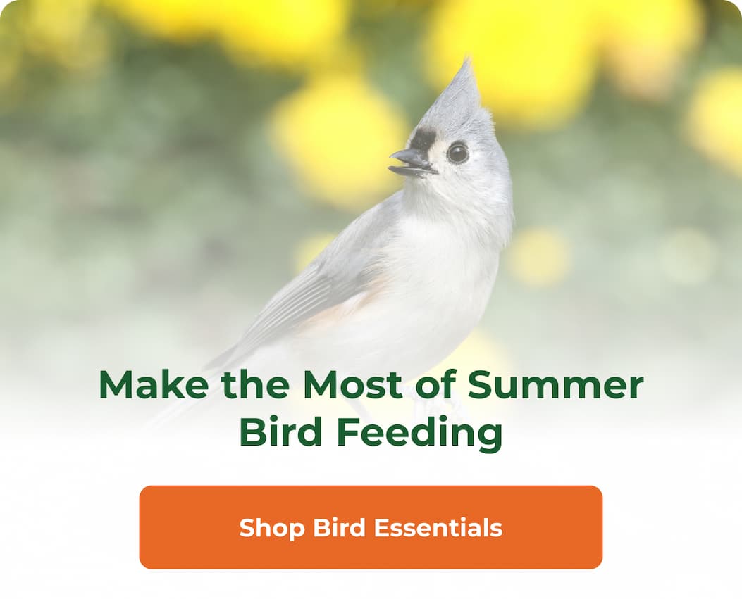 Make the Most of Summer Bird Feeding