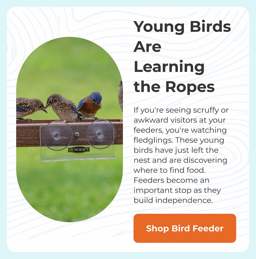 Young Birds Are Learning the Ropes