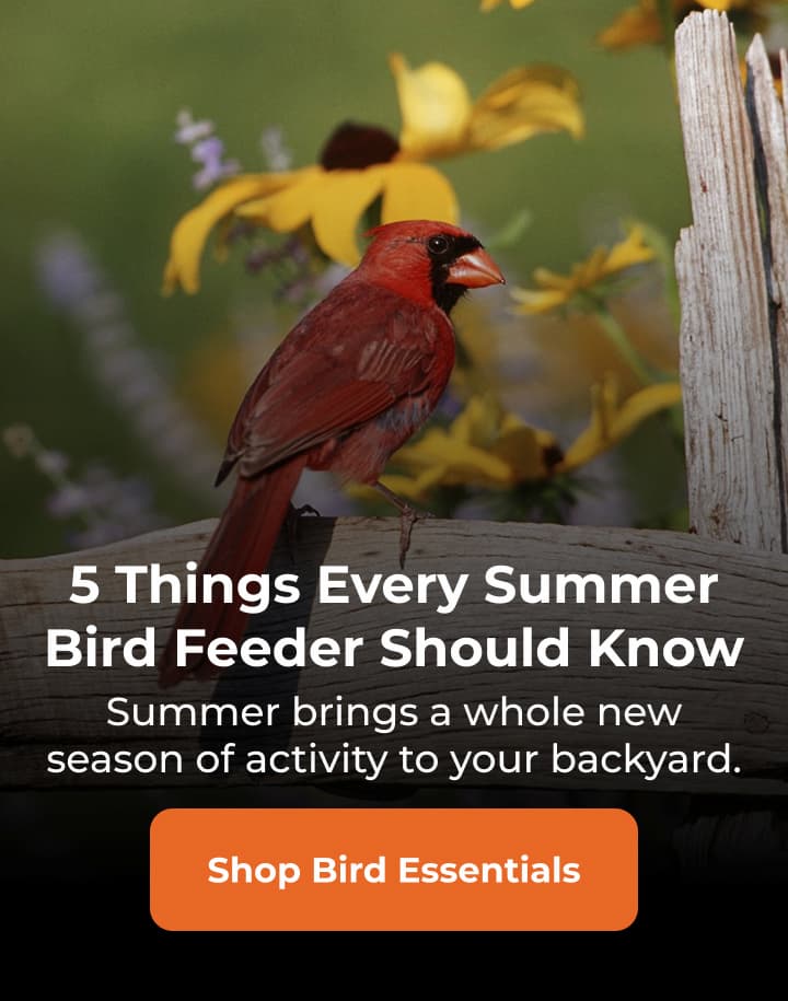 5 Things Every Summer Bird Feeder Should Know